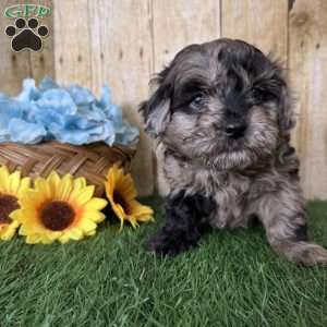 Snickers, Shih-Poo Puppy